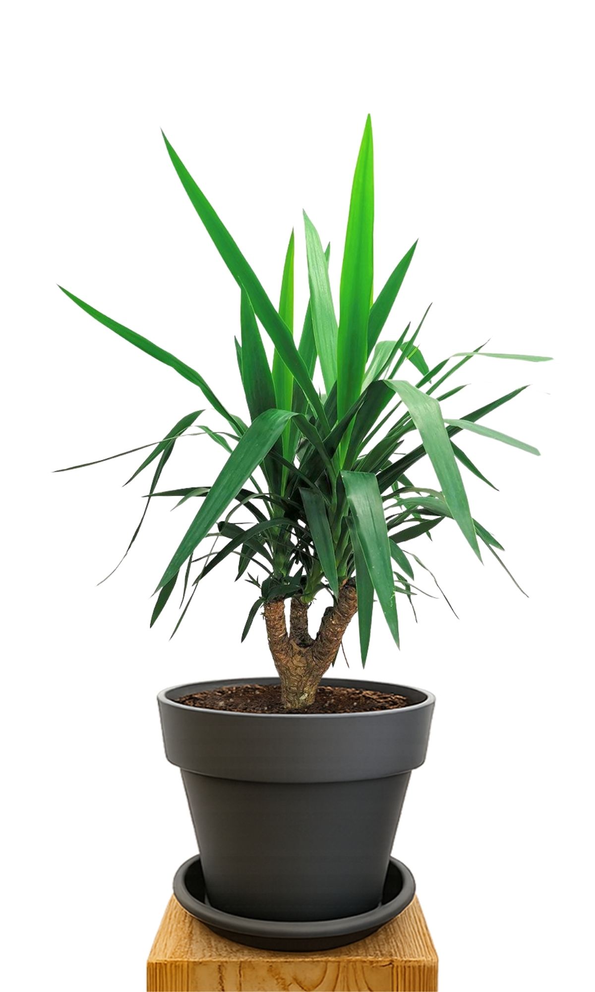 Plant kit 30 Anthracite
